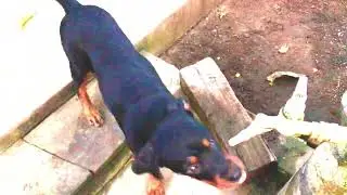 Rottweiler puppy wanted to drink water from the tap