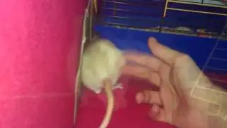 lulu2