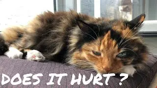 Выражение боли у кошек
