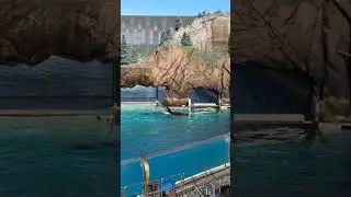 The softer side of the oceans apex predator 🐳 #seaworld #seaworldsandiego #standwithseaworld