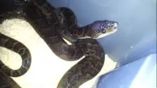 Cuba boa