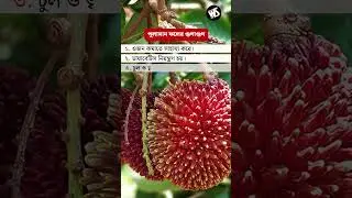 পুলাসান ফলের গুণাগুণ | Nutrition Facts & Health Benefits of Pulasan Fruit