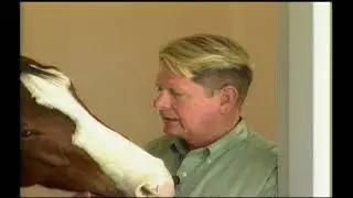 Classic Vet Tip Stable Vices