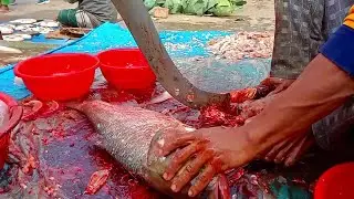 Live Fish Cutting Skills in Fish Market 2023 Fastest Silver Fish Nice Cutting Style Carp Cutting