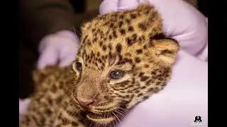 Lost Leopard Cubs & Mother Happily Reunited In Maharashtra!