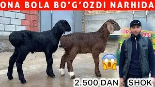 2.500 DAN 😱 BOG‘OZ ONA BOLA QO‘YLAR AHROR ARZONCHIDA SHOK