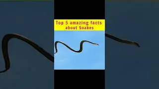 Top 5 amazing facts about Snakes / Top 5 interesting facts / #shorts