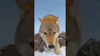 Чонын нүдэнд галтай гэдэг