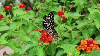 Most Beautiful Butterflies on Planet Earth Compilation HD