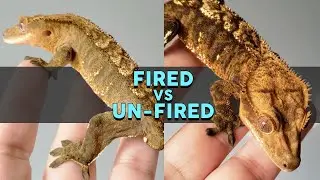 WHATS THE DIFFERENCE??? Fired vs Un-Fired Crested Geckos