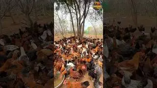 నాటుకోళ్ల పెంపకం #shorts #countrychickenfarming #youtubeshorts #poultry #poultryfarming #telugu