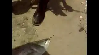 Fishing  - Barramundi @ Siakap - 5kg+ - Butterworth, Penang, Malaysia
