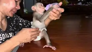 Mary falls asleep #animals #monkey #mary