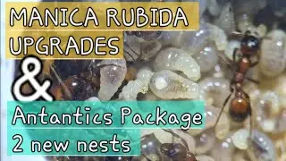 Manica Ramirez Nest Maintenance Upgrade + Y Popeth & Ant Antics Package !!!!