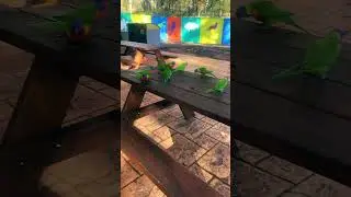 Wild Rainbow Lorikeets 💚🧡💙💛❤️ #chillin #birds #lorikeet #asmr #shorts