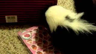 Scratch-n-sniff skunk