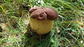 Funghi Porcini - Estatini Rocciosi
