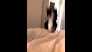 Flying Sheltie - May 1/15