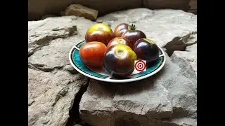 Dwarf Striped Antho Tomato