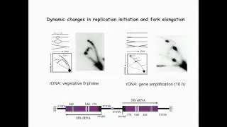 G Kapler: Genetic and epigenetic control of DNA replication in Tetrahymena thermophila.