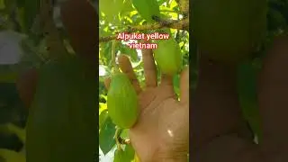 buah alpukat yellow vietnam #kebunbuah #alpukatyellowvietnam #kebunalpukat