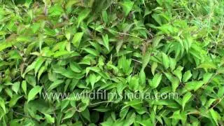 Madhunashini Gymnema sylvestre or Gurmar: Magic remedy for diabetes