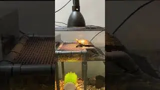 The Secret to a Happier Turtle? A PVC Basking Platform That Never Sinks!