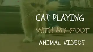 My Cat Is Obsessed With My Feet |  Most Adorable Way |cat's love | animal videos