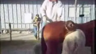 Equine Chiropractic Technique High Pelvis Move
