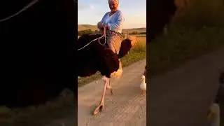 ahmed alakedy &ldquo;Granny unlocked fast travel