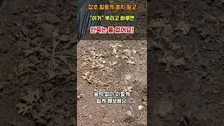 잡초 힘들게 뽑지 말고 이것 뿌리고 하루면 안죽는 풀 없어요 #천연제초제 #3배식초제초제