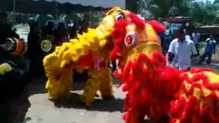 Epic Lion Dance + Indian tune Mashup
