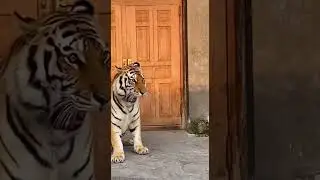 🤣 Big Scare! Tough Tiger Roars at a Dog, Then Jumps in Terror From a Tiny MOUSE! 🐭 #Funny