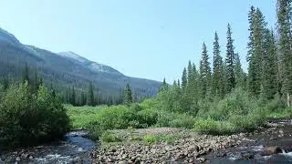 Relaxing alpine stream sounds in the Colorado high country