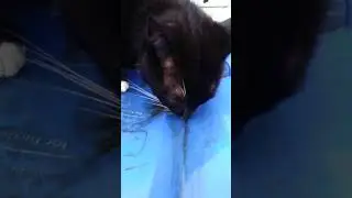 resourceful and Acrobat clever dippy cat (and cute)