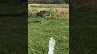 Emu Plays an Amusing Game With a Hose || ViralHog