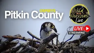 🦅 Pitkin County Ospreys 2025: Live Nest Cam 20.8.25