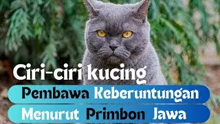 CIRI-CIRI KUCING PEMBAWA KEBERUNTUNGAN MENURUT PRIMBON JAWA