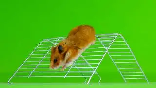 Mouse on green screen