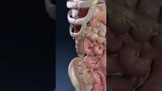 Constipation: a 3D visual exploration #meded #anatomy #3dmodel