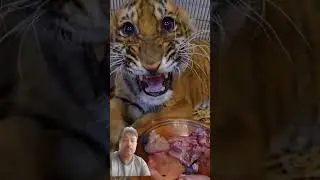 teasing cub #tiger #cat #lion #wildanimals