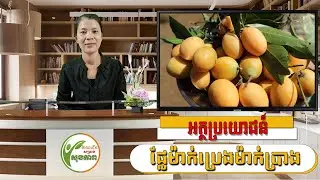 អត្ថប្រយោជន៍ផ្លែម៉ាក់ប្រេងម៉ាក់ប្រាង | Benefits of Golden Plum