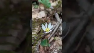 Tucquan Glen is Absolutely Wild - Part 3 - The Serene Upper Section