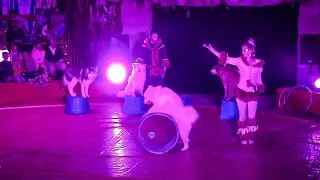 Husky Circus Performance