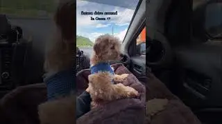 My maltipoo riding with us today. #guam #puppy #dogbreed #music #puppyspot #puppypalace #puppyface