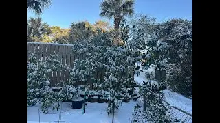 North Florida Blizzard: Jan 21, 2025 - 6 Inches Of Snow - Garden Update Zone 9A