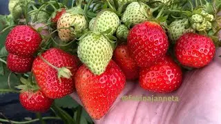 Ания и Мара де Буа -очень сладкие сорта НСД с сильным земляничным ароматом