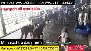 IVF calf available gir , sahiwal , Hf- jersey . Transport all over india #dairy #cattle #india