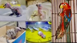 The Growth of a Red Moluccan Lori | From Egg to Open Eyes | Step by Step Stages 
