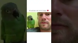 Animals Don't Judge You #shortvideo #cute #love #pets #animals #companionship #empathy  #100 #1k